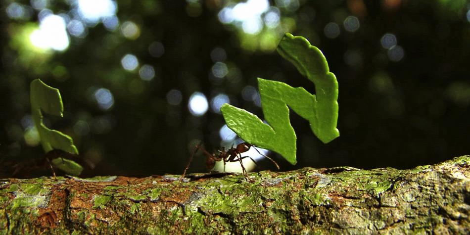 catherine chalmers - we rule